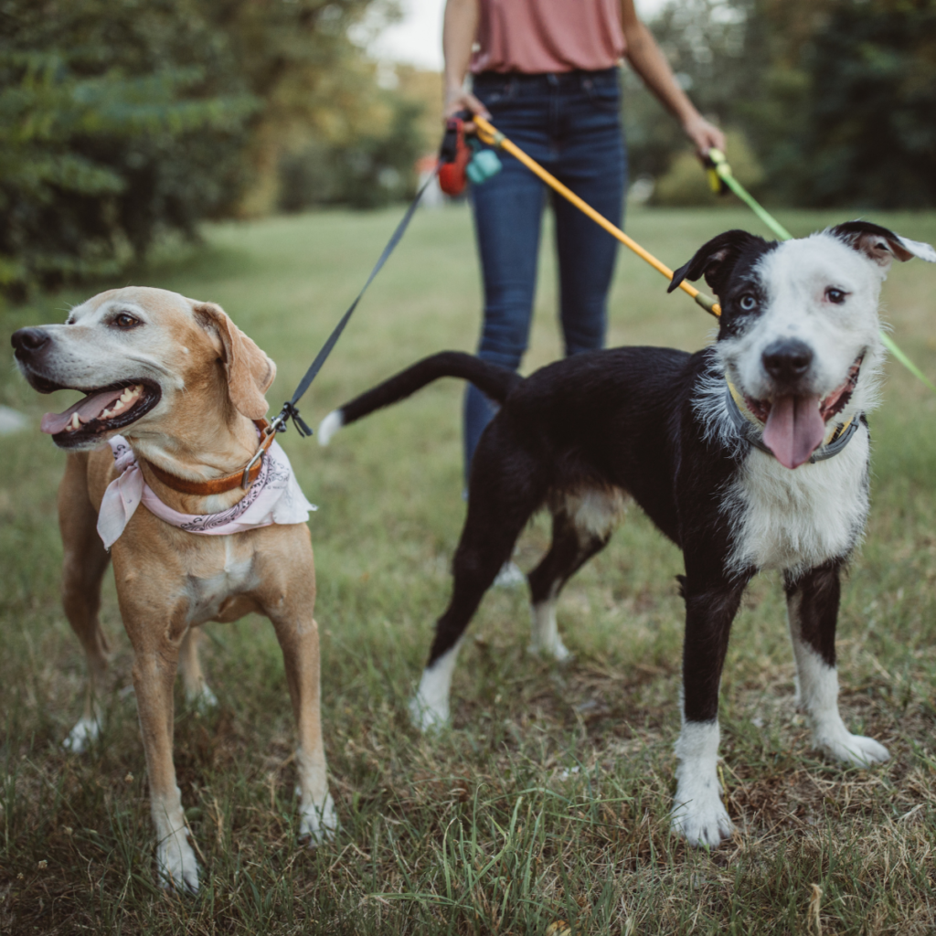 Walk4Animals & 5K - Anderson Humane