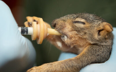 Untangling a Knot of Baby Squirrels