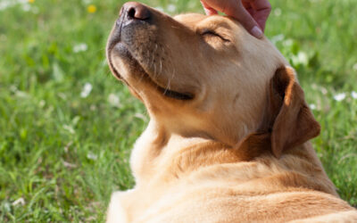 Caring for Carmelo While Sam Seeks Refuge