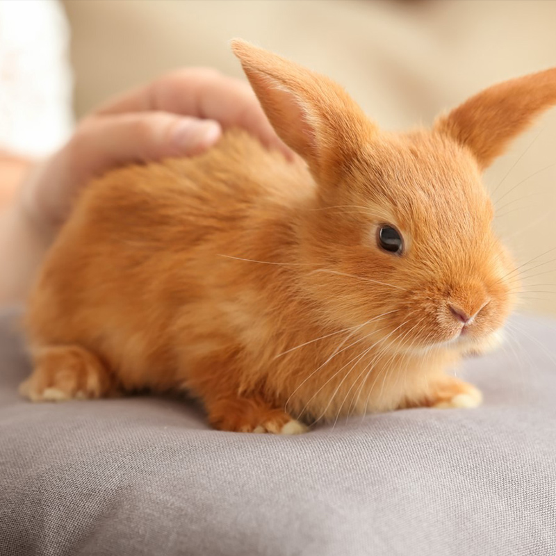 Close up of a baby rabbit sitting on a pillow while being massaged by caregiver