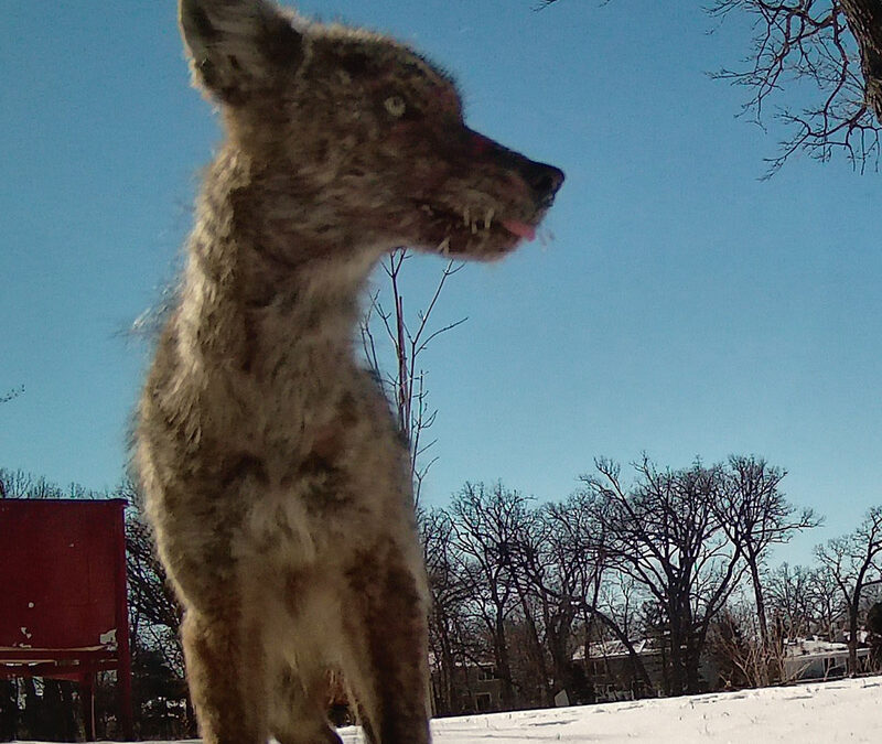 A Community Comes Together to Help Sick Coyote Pups