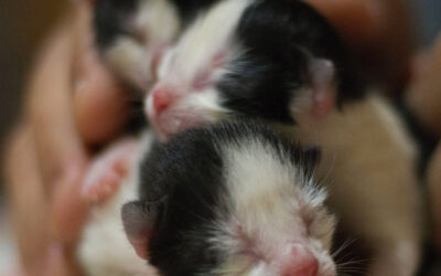 Four Things You Need to Know About Kitten Season