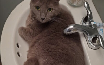 Caring for Meeka and Houdini While Their Mom Is Deployed