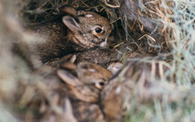 Help, I Found a Baby Wild Animal!