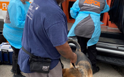 The Couple Who Welcomes Our Adoptable Dogs