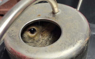 Freeing a Curious Squirrel from a Watering Can