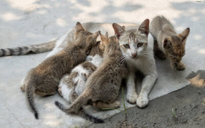 Why It’s Time to Spay or Neuter Your Pets