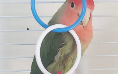 Restoring Health to an Abandoned Lovebird