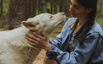 How to Keep Your Pets Safe From Summer Threats