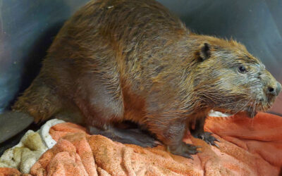 Returning a Beaver to Health and Home