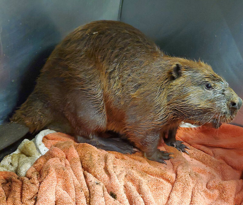 Returning a Beaver to Health and Home