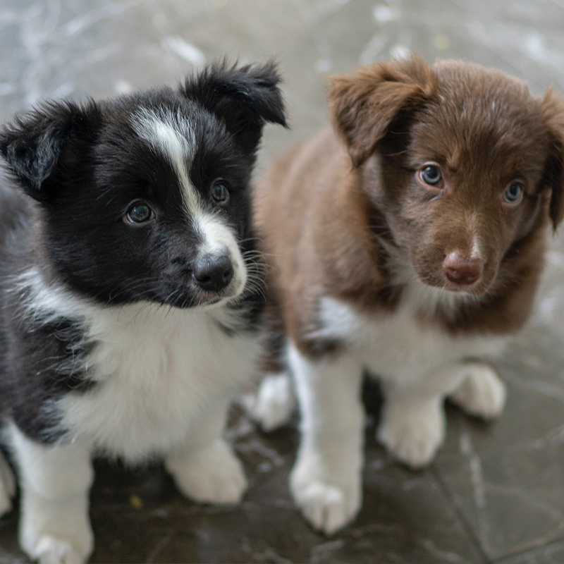 Two young puppies staring intently at something off camera