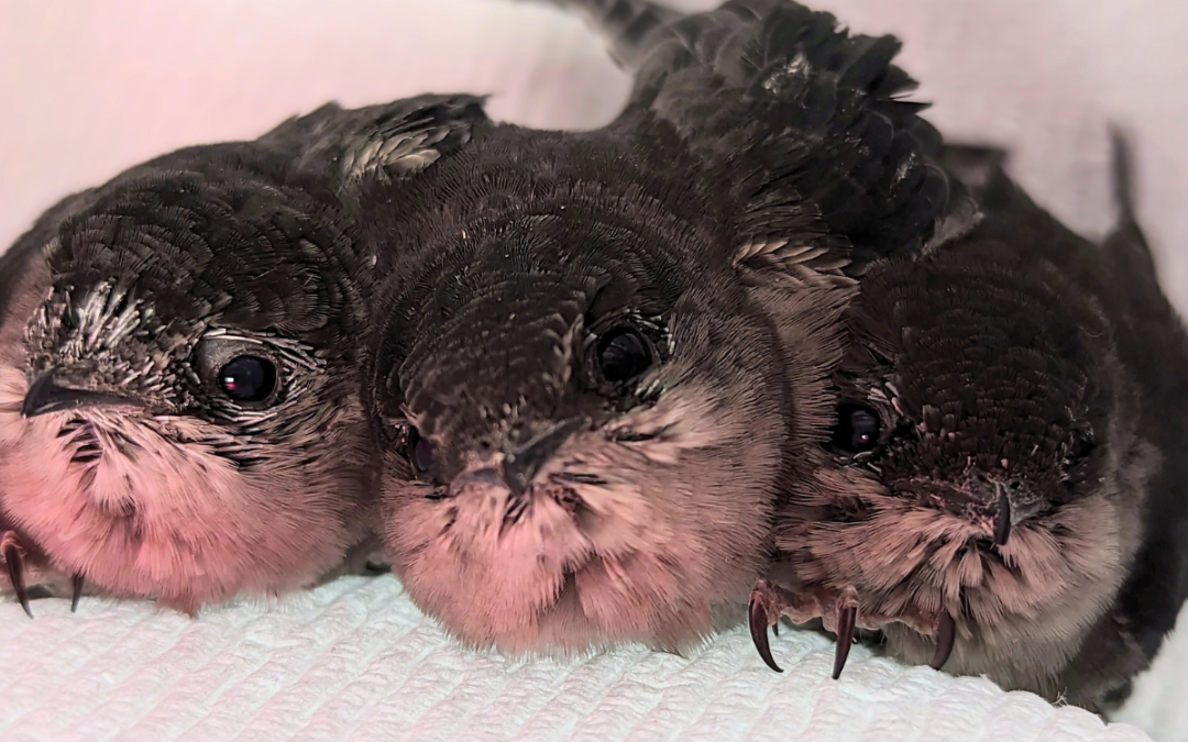 Helping Seven Chimney Swifts Defy the Odds