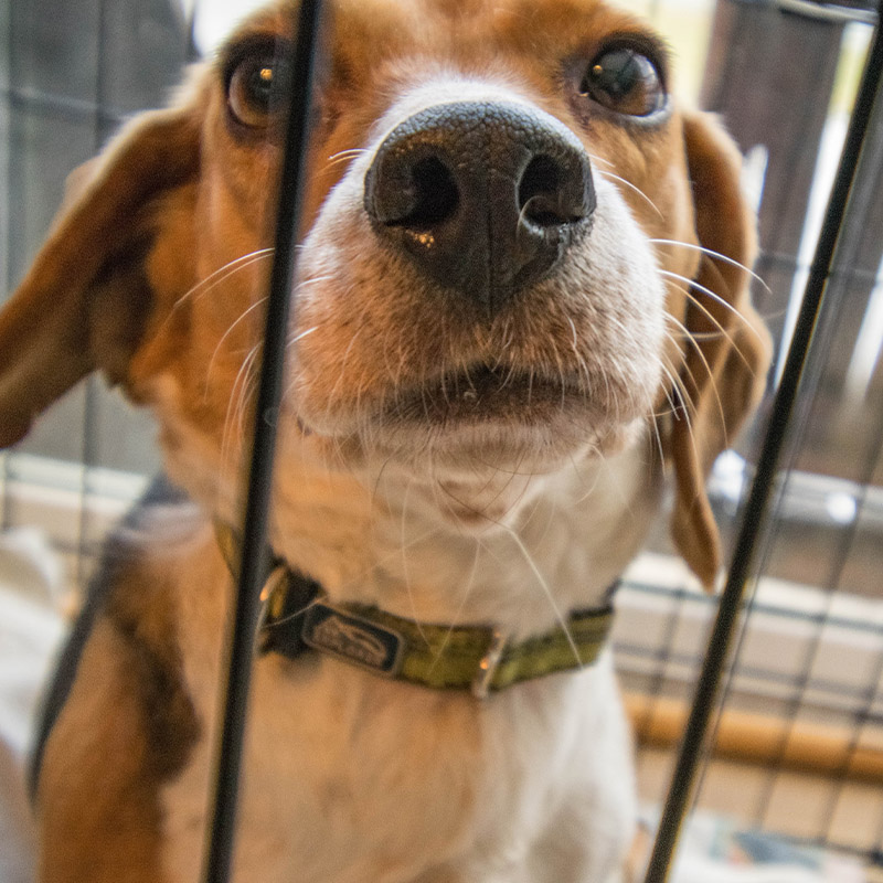 A beagle from the Envigo rescue effort looking through its cage at the camera with sad eyes