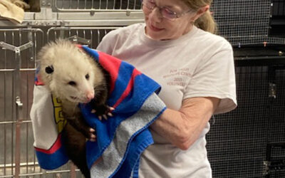 The Woman Who Cares for Wild Animals