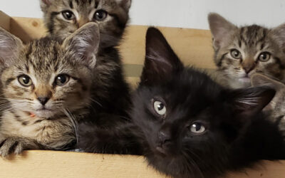 Passing On Joy Through Fostering