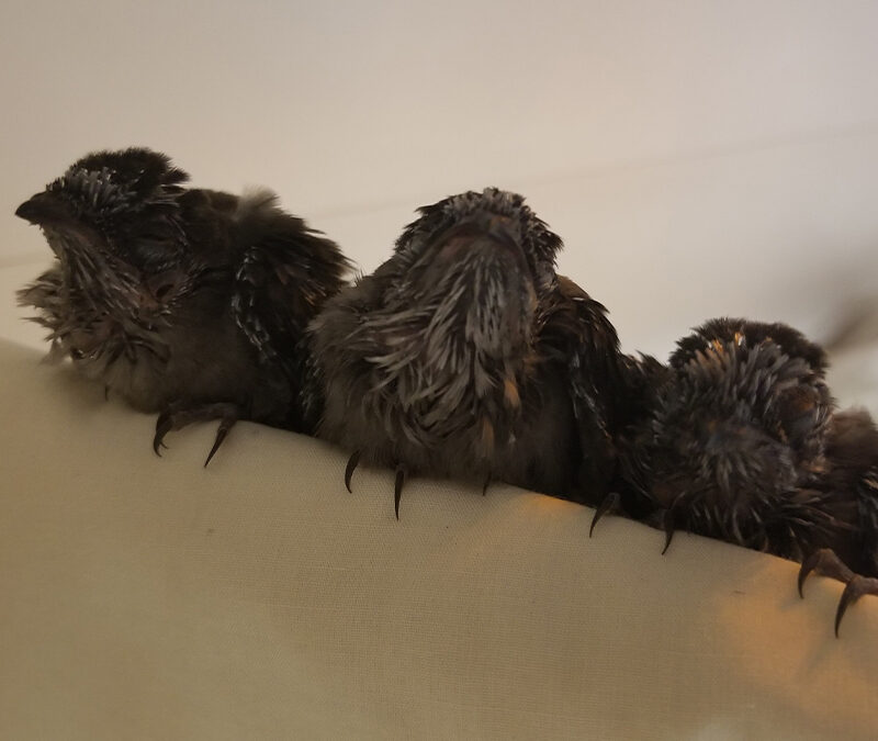 Helping Seven Chimney Swifts Defy the Odds