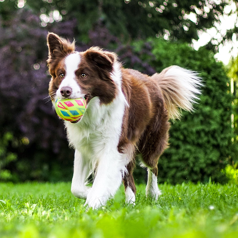 A brown and white collie run towards camera with a play ball in its mouth