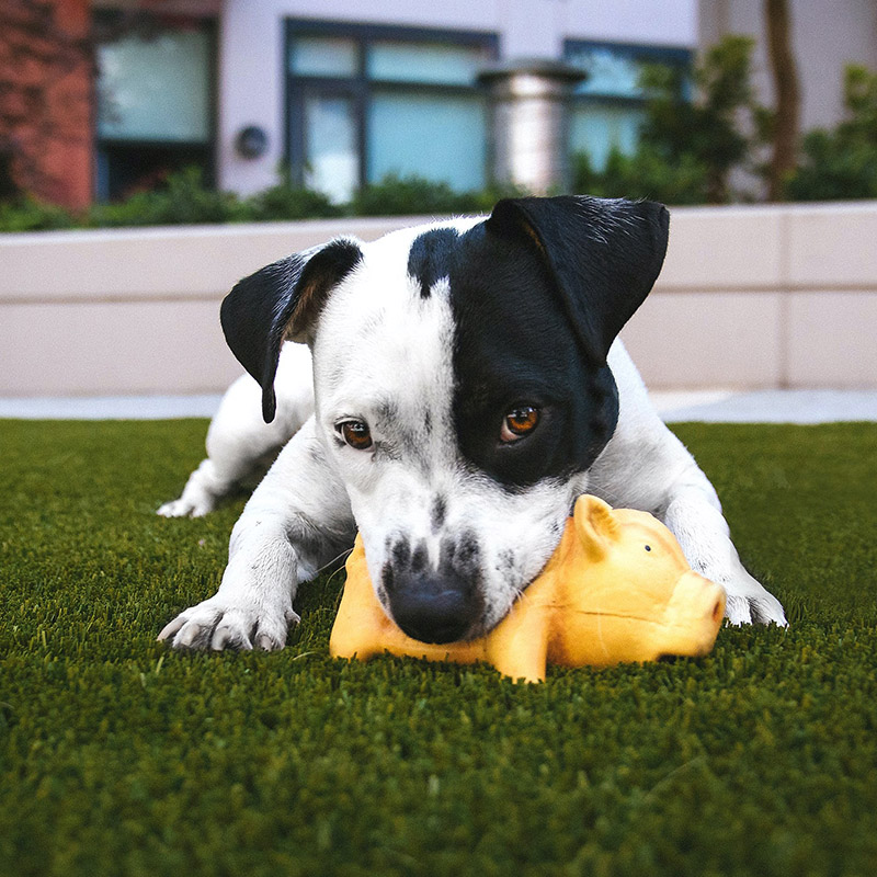 Black and white american pitbull terrier chewing on a yellow pig toy while lying on the grass outside