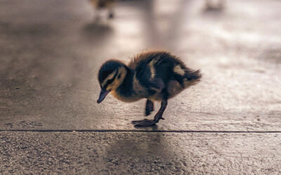 When NOT to Save a Wild Animal