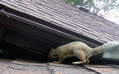 Removing Squirrels from Elisa’s Attic