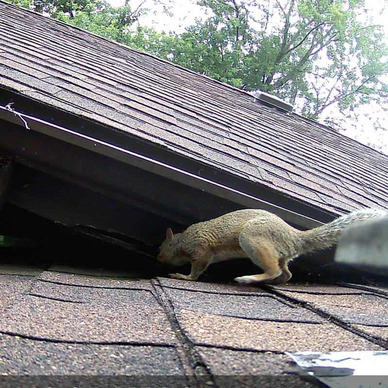 Can Smoke Bombs Get Rid Of Rodents In The Attic?