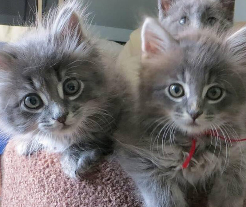 The Woman Who’s Cared for Hundreds of Kittens