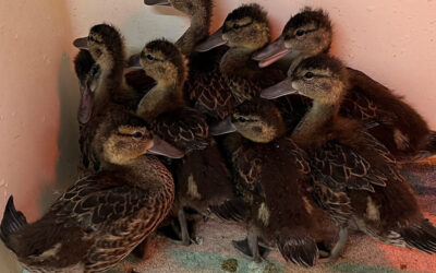 A Banner Year for Blue-Winged Teals