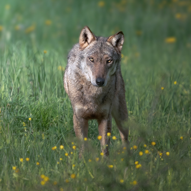 Navigating Coyote Season Anderson Humane