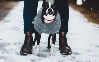 Keeping Rover Healthy This Winter