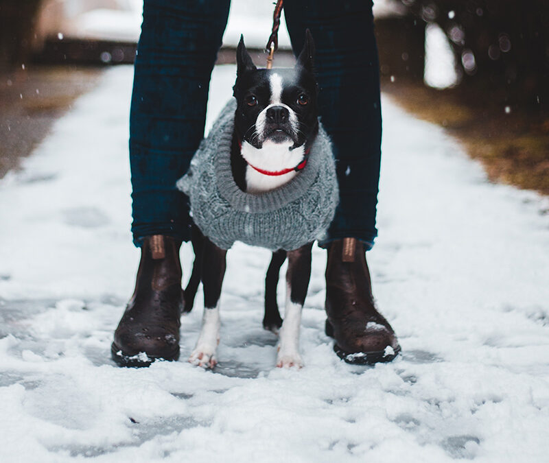 Keeping Rover Healthy This Winter