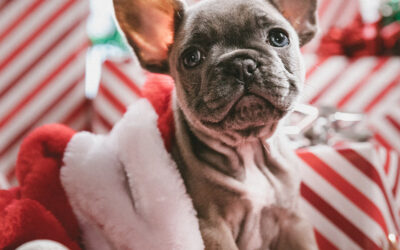 The Dos and Don’ts of Giving Pets as Christmas Gifts