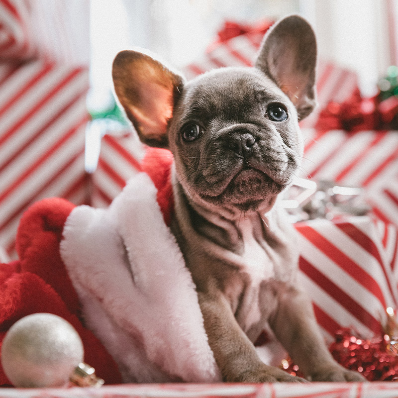 The Dos and Don'ts of Giving Pets as Christmas Gifts - Anderson Humane