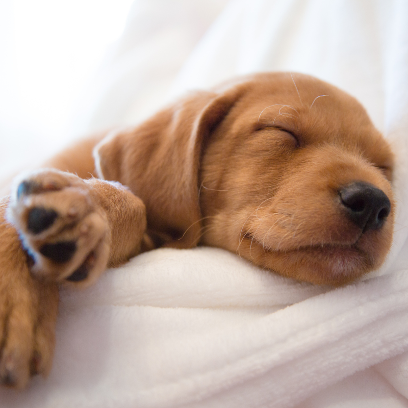 Sleeping puppy