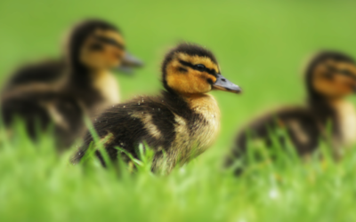 Before You Buy a Bunny, Duckling or Chick This Easter