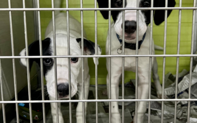 19 Puppies at the Chicago Auto Show