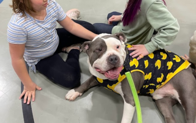 Anderson Humane Joins the Chicago Steel for Pucks & Pups Night