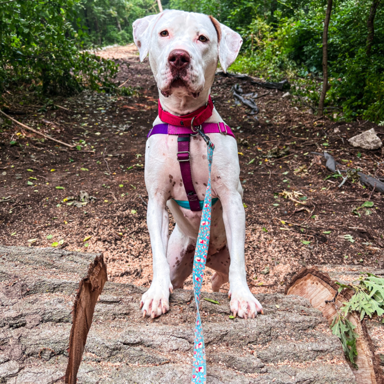 Adoptable Meet & Greet Woofstock 2023 Clear the Shelters Anderson