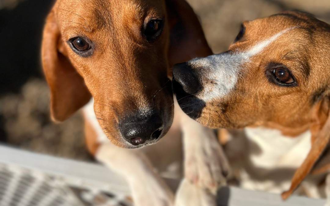 91 Rescued Beagles Are Home at Last