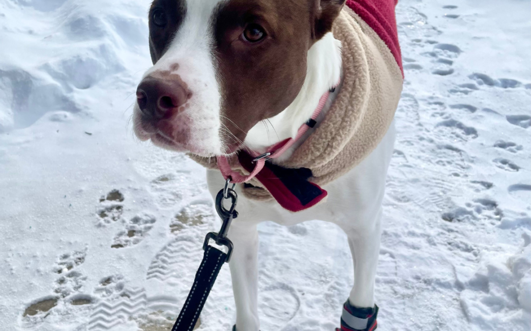 Winter Care Guide: 6 Tips to Keep Your Dog Warm and Healthy