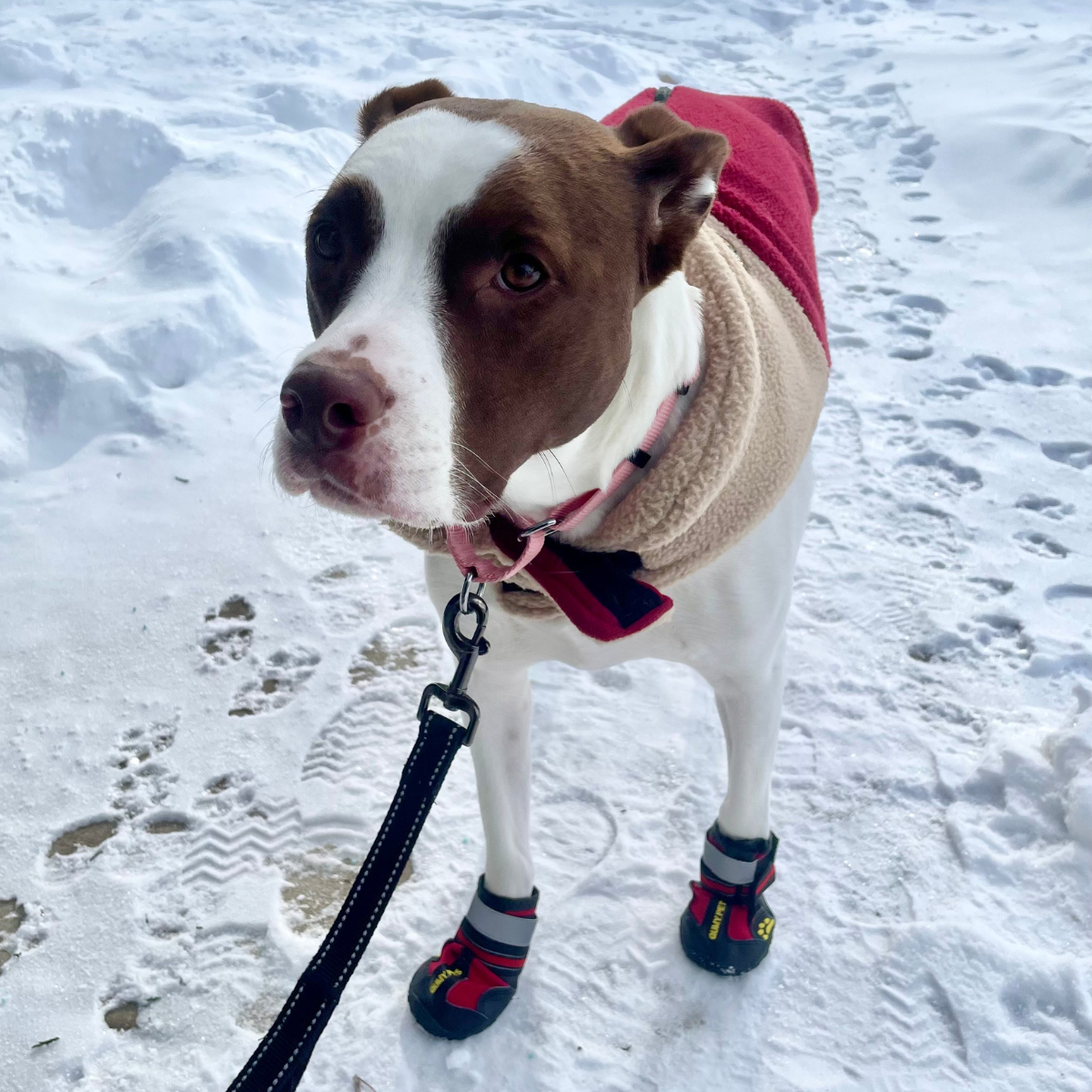 View of Winter Care Guide: 6 Tips to Keep Your Dog Warm and Healthy - Anderson ...