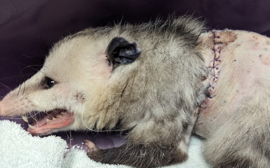 Against All Odds: A Virginia Opossum’s Road to Recovery