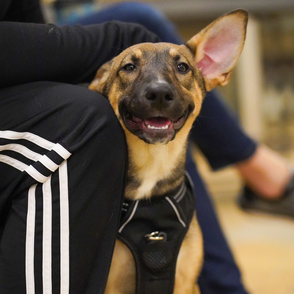 A small short haired puppy looking off camera at its trainer