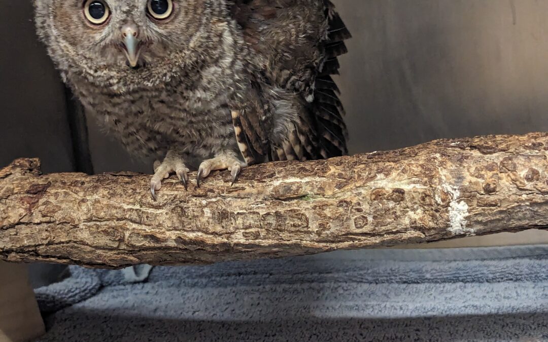 Screech Owl Saved