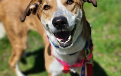 Taking Spot on Spring Break?