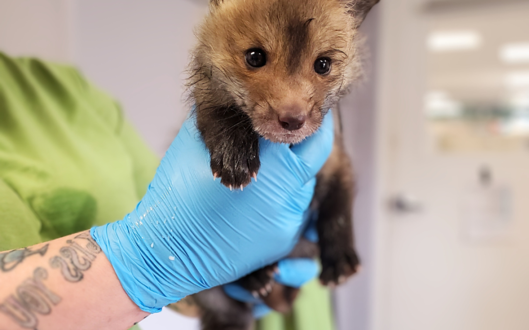 Born to Be Wild: Baby Season at Anderson Humane
