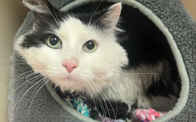 150 Lives Saved: Anderson Humane Celebrates Milestone Rescue from CACC