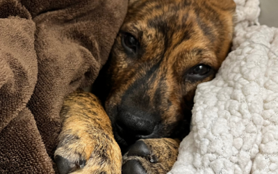 Parvovirus: A Real Threat to Puppies and Dogs — And a Life-Saving Solution