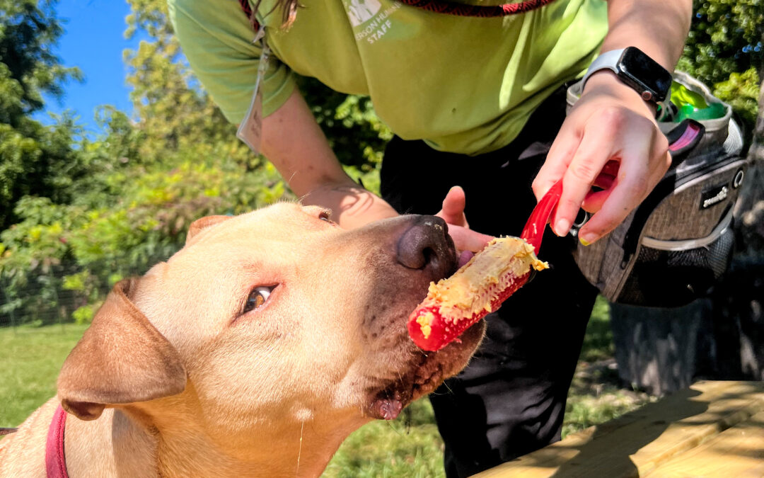 Enrichment: Helping Dogs and Cats Thrive at Anderson Humane and at Home