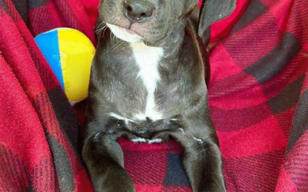 Adoptions Are Down—But Together, We Can Change That